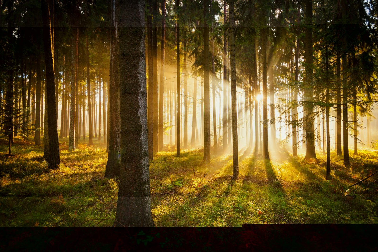 Peaceful forest with golden sunlight